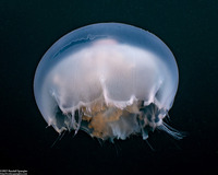Aurelia aurita (Moon Jelly)