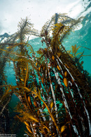 Egregia menziesii (Feather Boa Kelp)
