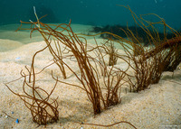 Gracilaria pacifica (Red Spaghetti)