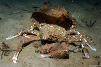 Loxorhynchus grandis (Sheep Crab)