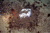 Nassarius mendicus (Western Lean Nassa)