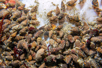 Nassarius mendicus (Western Lean Nassa)