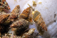 Nassarius mendicus (Western Lean Nassa)