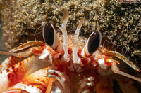 Pagurus armatus (Blackeyed Hermit Crab)