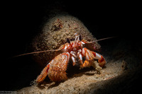 Pagurus armatus (Blackeyed Hermit Crab)