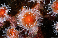 Corynactis californica (Club-Tipped Anemone)