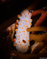 Triopha catalinae (Catalina Triopha)