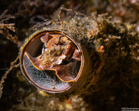 Thylacodes squamigerus (Scaled Wormsnail)