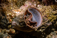 Thylacodes squamigerus (Scaled Wormsnail)