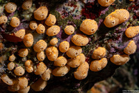 Didemnum carnulentum (Didemnum Carnulentum)