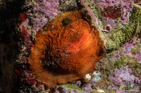 Cnemidocarpa finmarkiensis (Shiny Orange Sea Squirt)