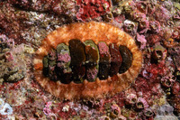 Mopalia ciliata (Hairy Chiton)
