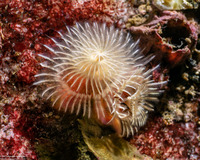 Spirobranchus spinosus (Christmas Tree Worm)