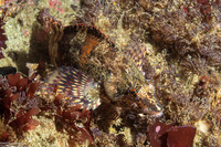 Oxylebius pictus (Painted Greenling)