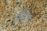 Diadumene leucolena (Ghost Anemone)