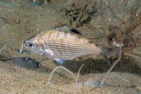 Cymatogaster aggregata (Shiner Perch)