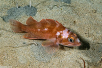 Sebastes carnatus (Gopher Rockfish)