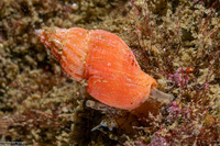 Amphissa versicolor (Variegate Amphissa)