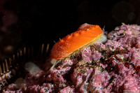Haliotis rufescens (Red Abalone)