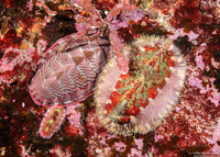 Tonicella lineata (Blue Lined Chiton)