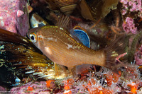 Brachyistius frenatus (Kelp Perch)