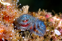 Spirobranchus spinosus (Christmas Tree Worm)