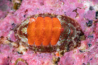 Dendrochiton flectens (Painted Dendrochiton)