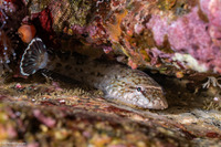 Gobiesox maeandricus (Northern Clingfish)