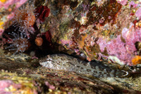Gobiesox maeandricus (Northern Clingfish)