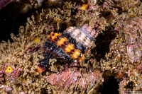 Hesperaptyxis luteopictus (Painted Spindle)