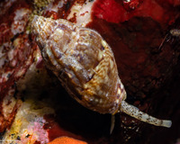 Amphissa versicolor (Variegate Amphissa)