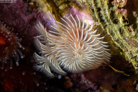Spirobranchus spinosus (Christmas Tree Worm)