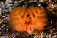 Spirobranchus spinosus (Christmas Tree Worm)