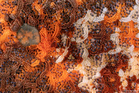 Patiria miniata (Bat Star)