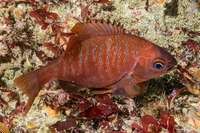 Embiotoca jacksoni (Black Perch)