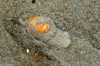 Neverita lewisii (Lewis's Moon Snail)
