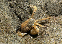 Scleroplax granulata (Burrow Pea Crab)