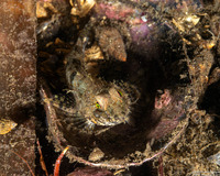 Orthonopias triacis (Snubnose Sculpin)