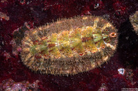 Mopalia spectabilis (Red-Flecked Mopalia)
