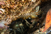 Heptacarpus palpator (Intertidal Coastal Shrimp)