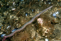 Glycera robusta (Bloodworm)