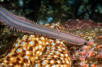 Glycera robusta (Bloodworm)