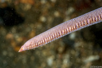 Glycera robusta (Bloodworm)