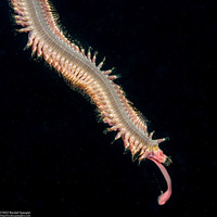 Glycera robusta (Bloodworm)