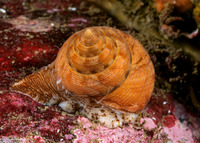 Calliostoma gloriosum (Glorious Top Snail)