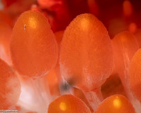 Limacia cockerelli (Cockerell's Dorid)