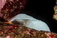 Berthella chacei (White Berthella)