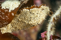 Amphissa versicolor (Variegate Amphissa)