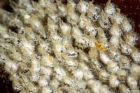 Amphissa versicolor (Variegate Amphissa)