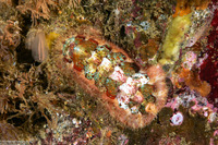 Mopalia spectabilis (Red-Flecked Mopalia)